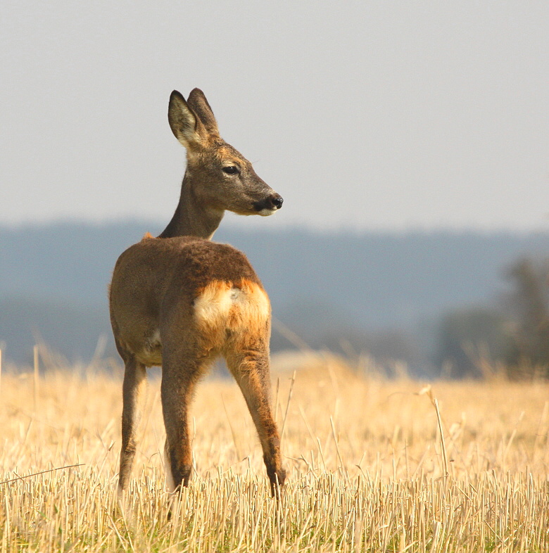roebuck, roe deer