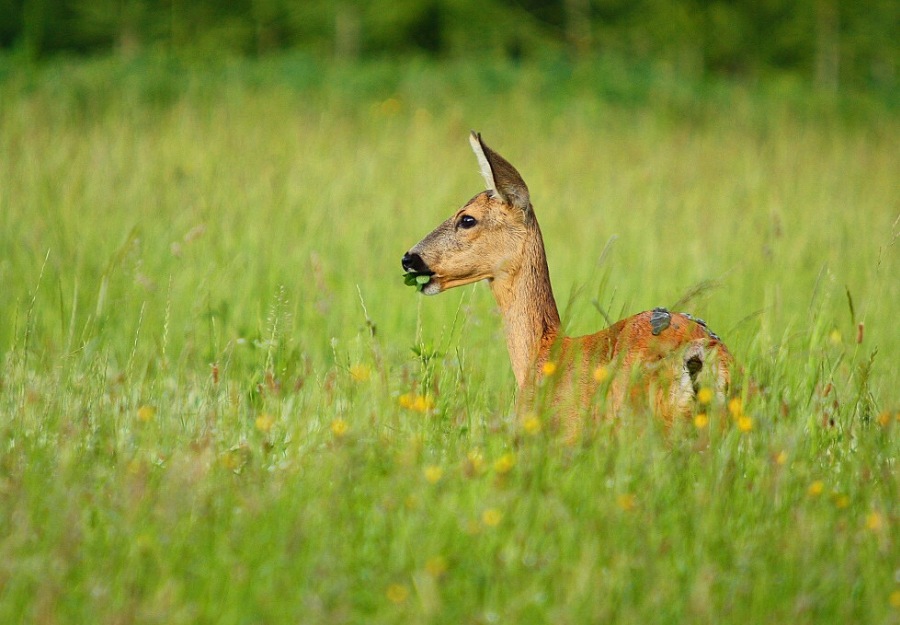 roebuck, roe deer