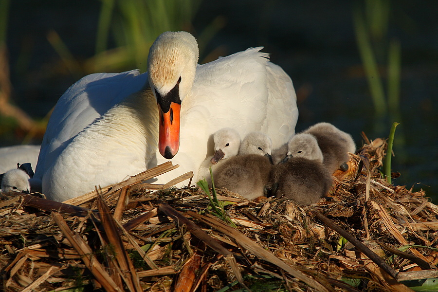 Swan family