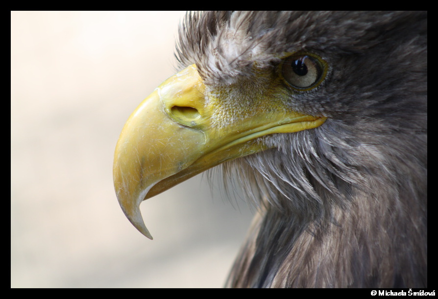 Golden Eagle