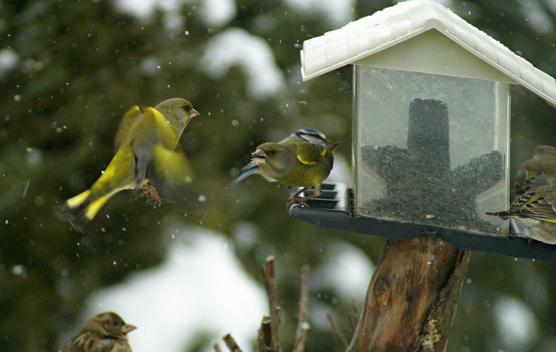 Greenfinch