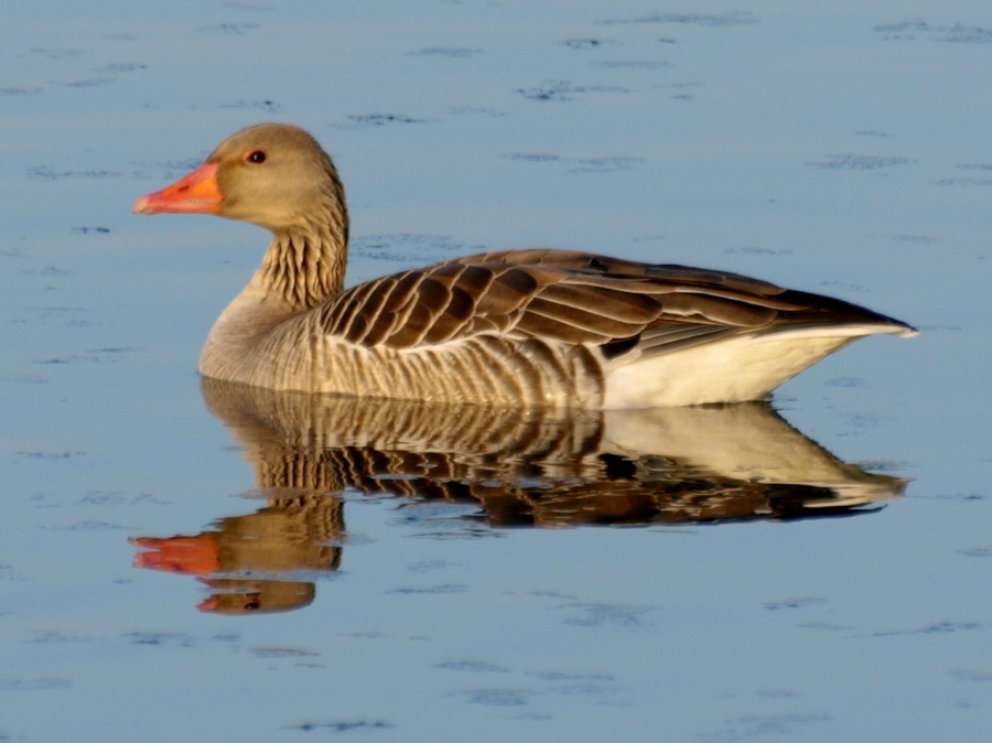 Grayleg goose