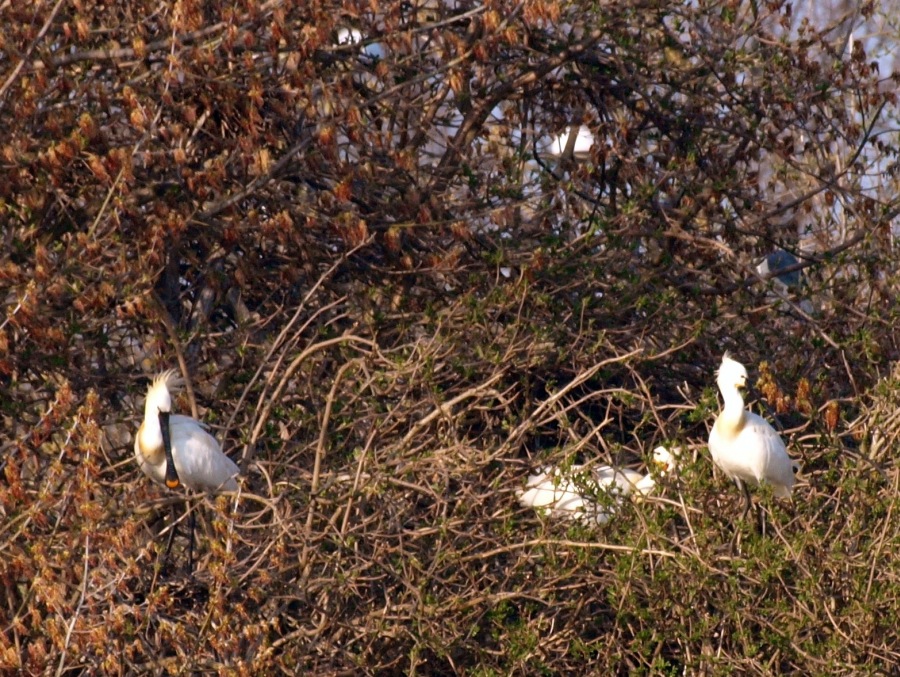 Common spoonbill