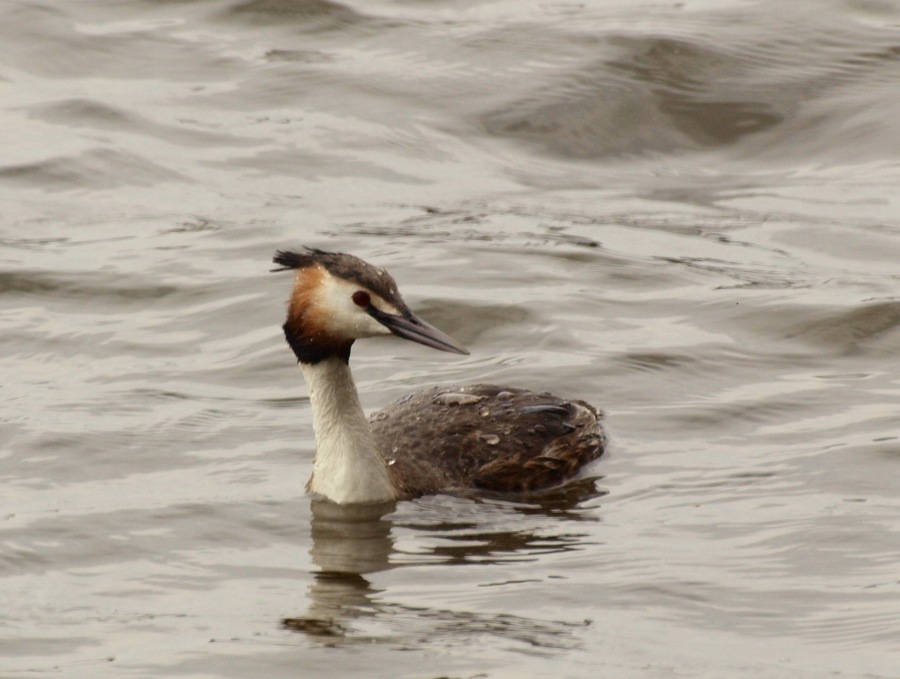 Great Crested Grebe