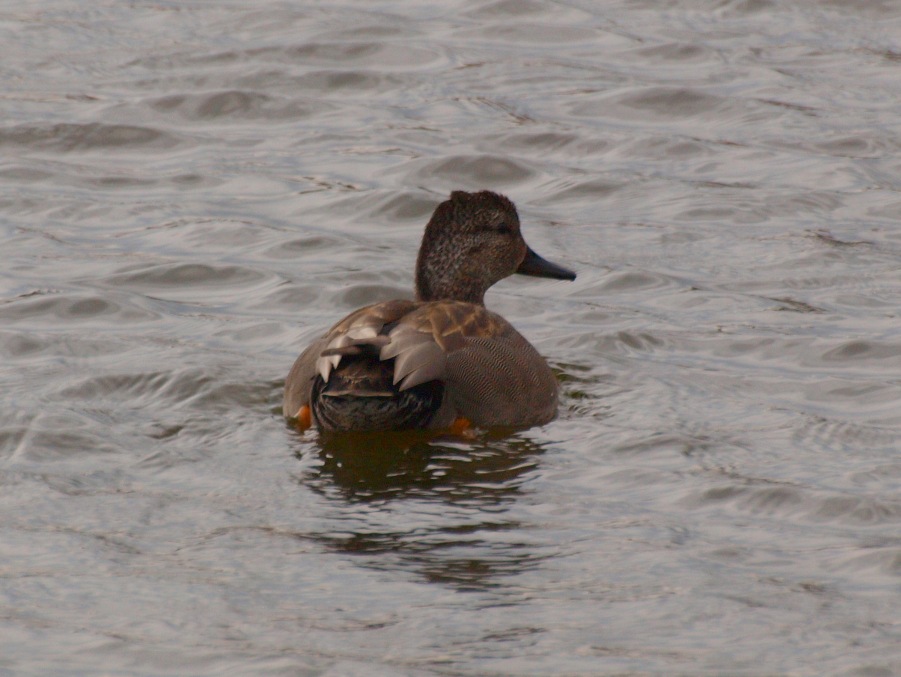 Gadwall