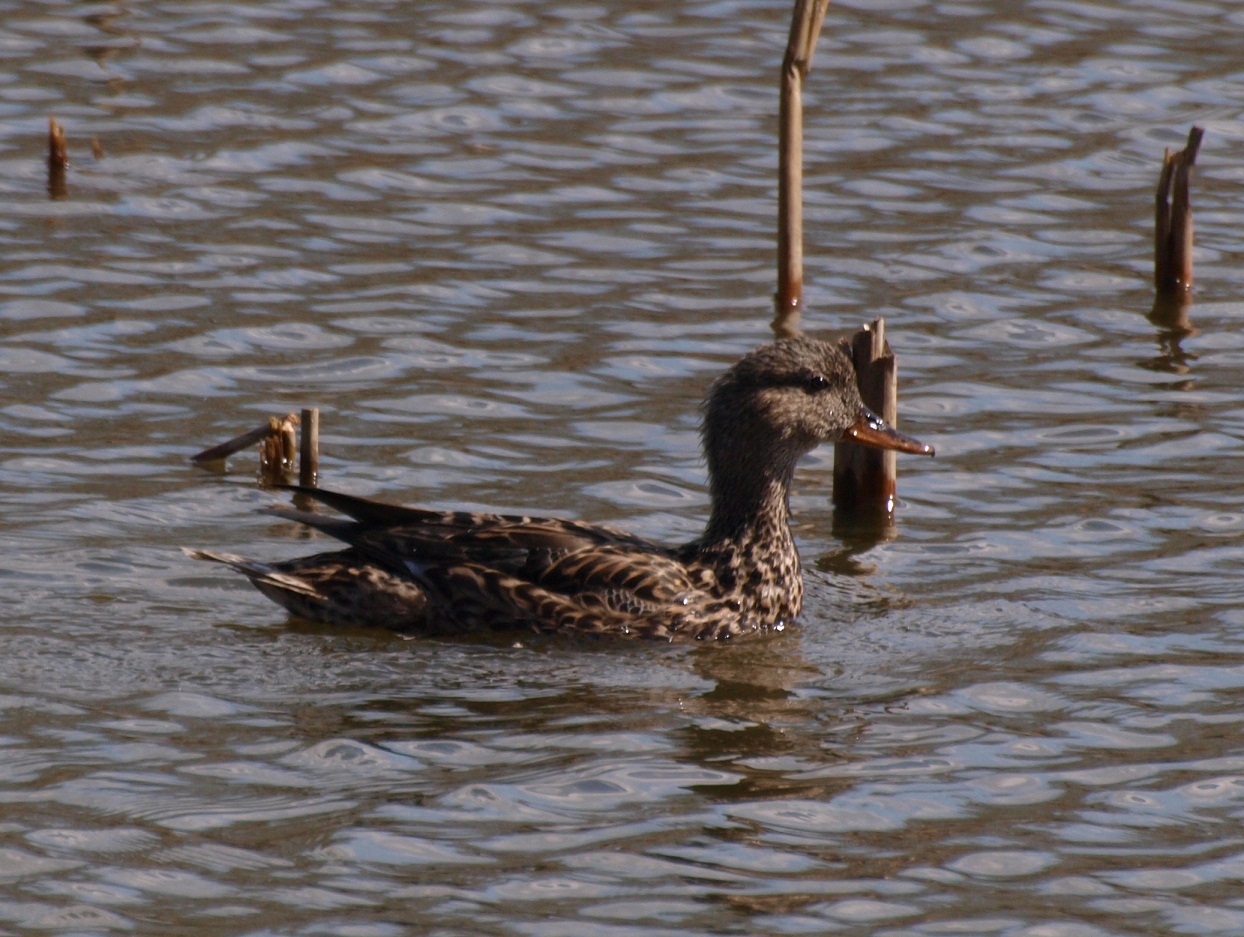 Gadwall