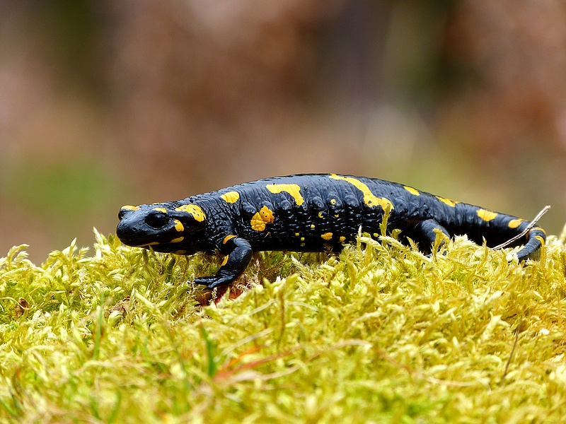 Fire Salamander