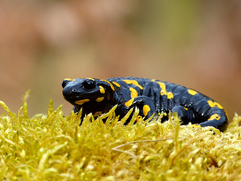 Fire Salamander