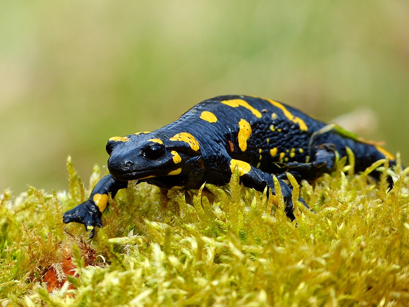 Fire Salamander