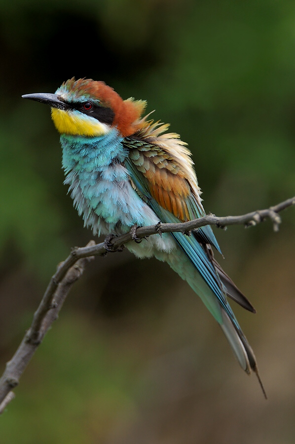 Bee-eater