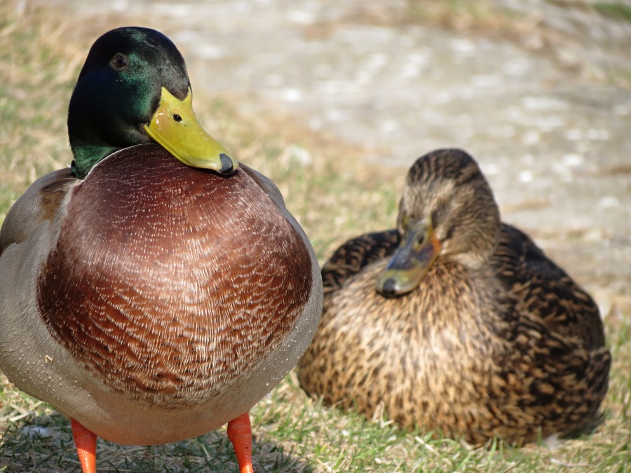 Mallard