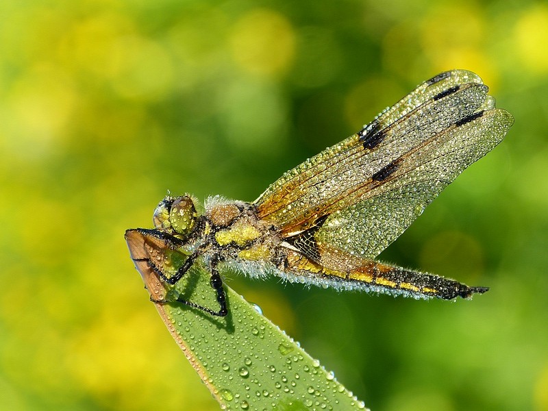 Four-spotted Chaser 