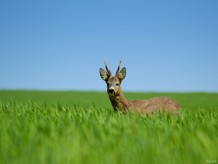 roe deer