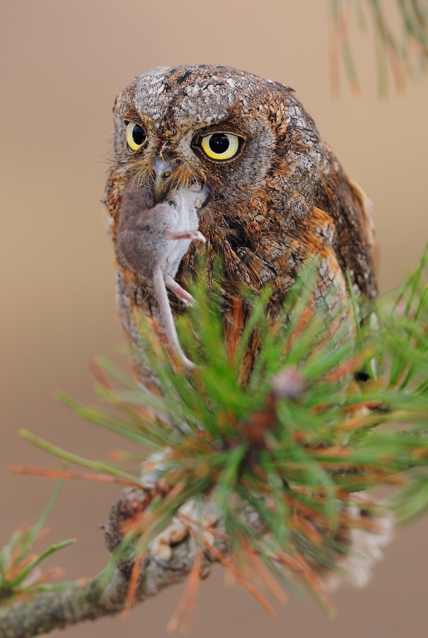Scops Owl