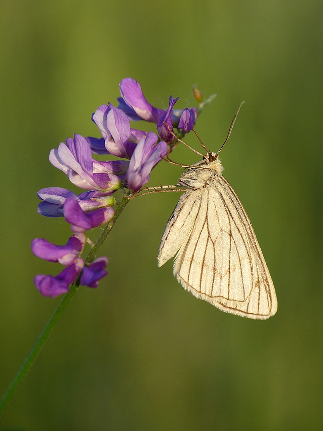 The Black-veined Moth