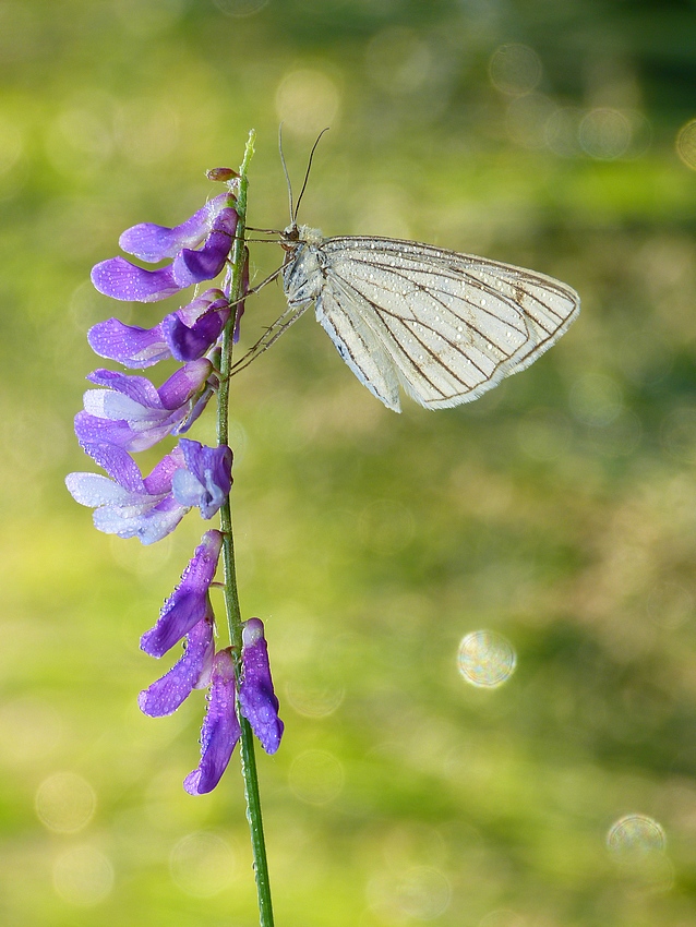 The Black-veined Moth