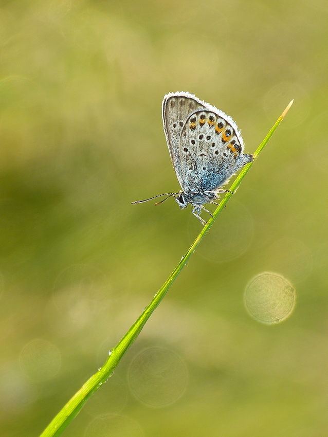 Common Blue 