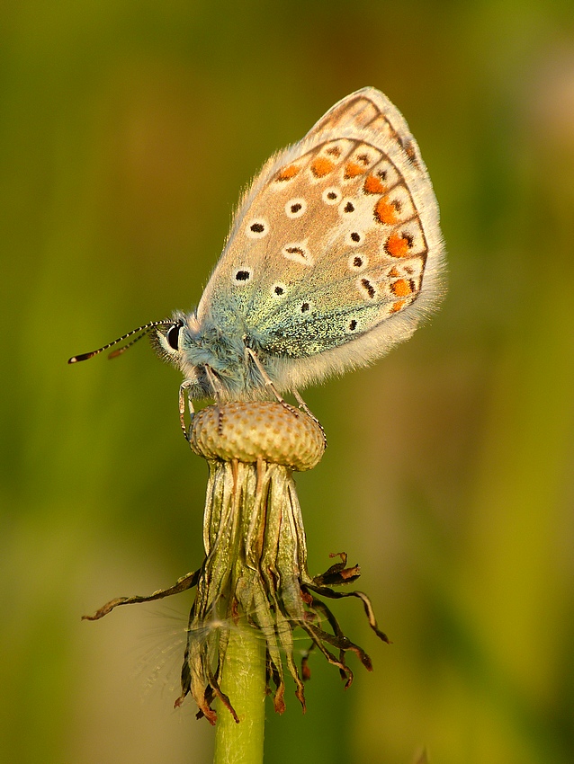 Common Blue 
