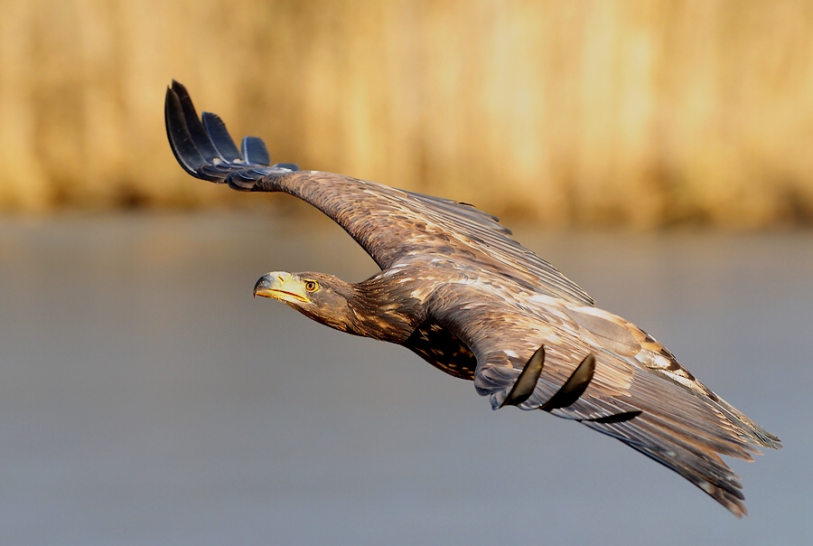 White-tailed Eagle