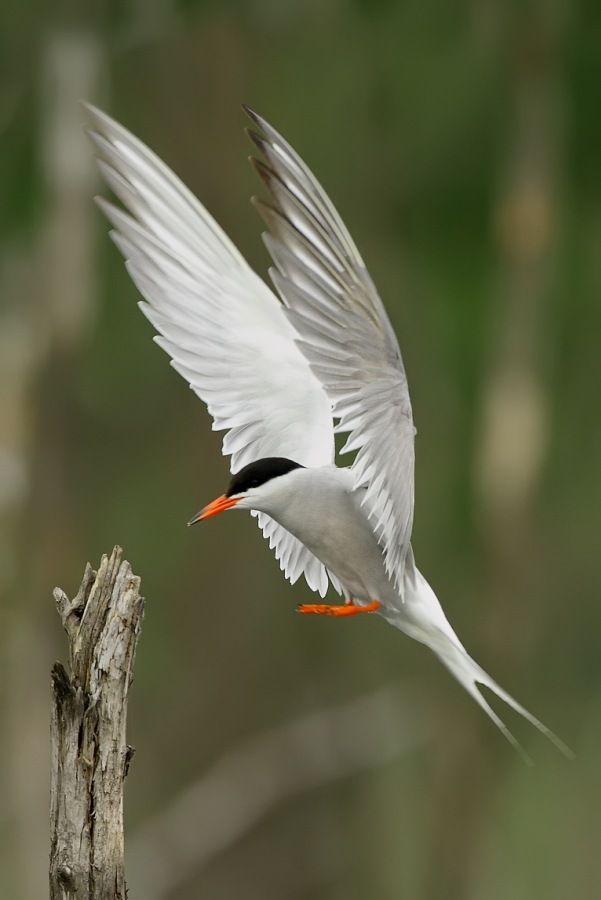 The Common Tern