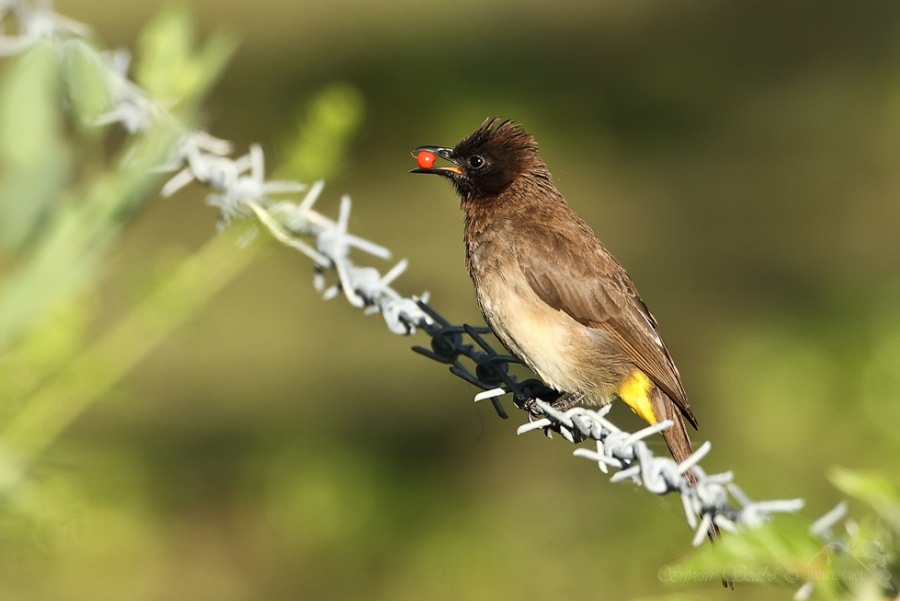Common Bulbul