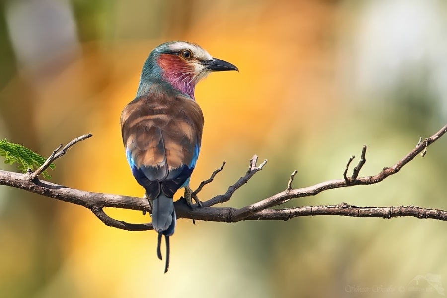 The Lilac-breasted Rolle