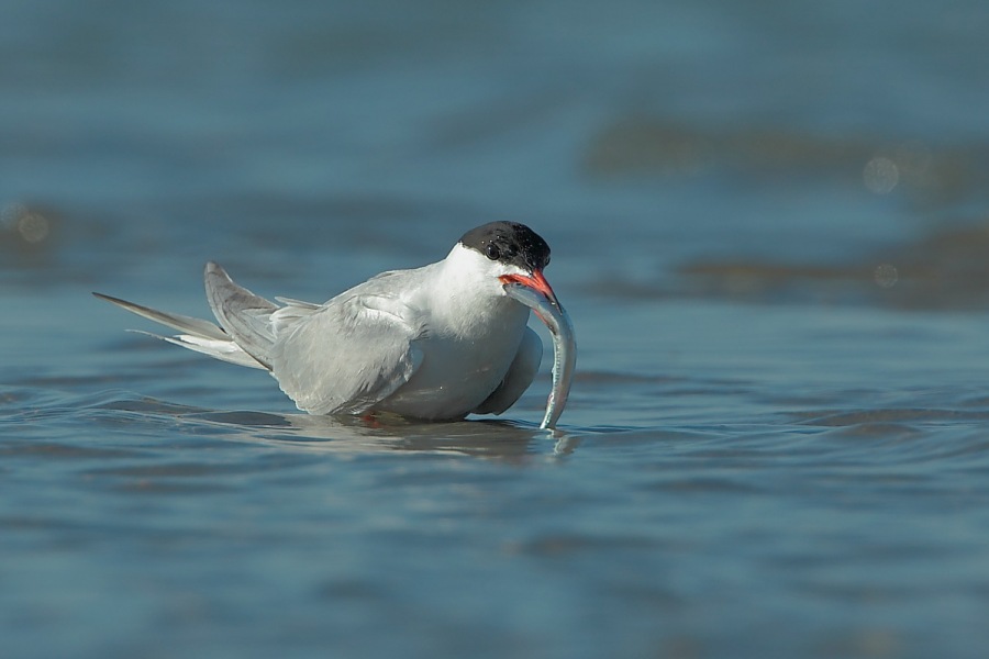 Common Tern