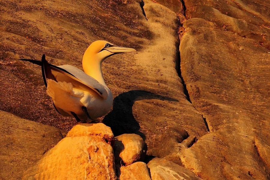 Northern Gannet
