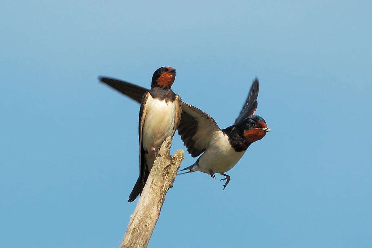 Barn Swallow