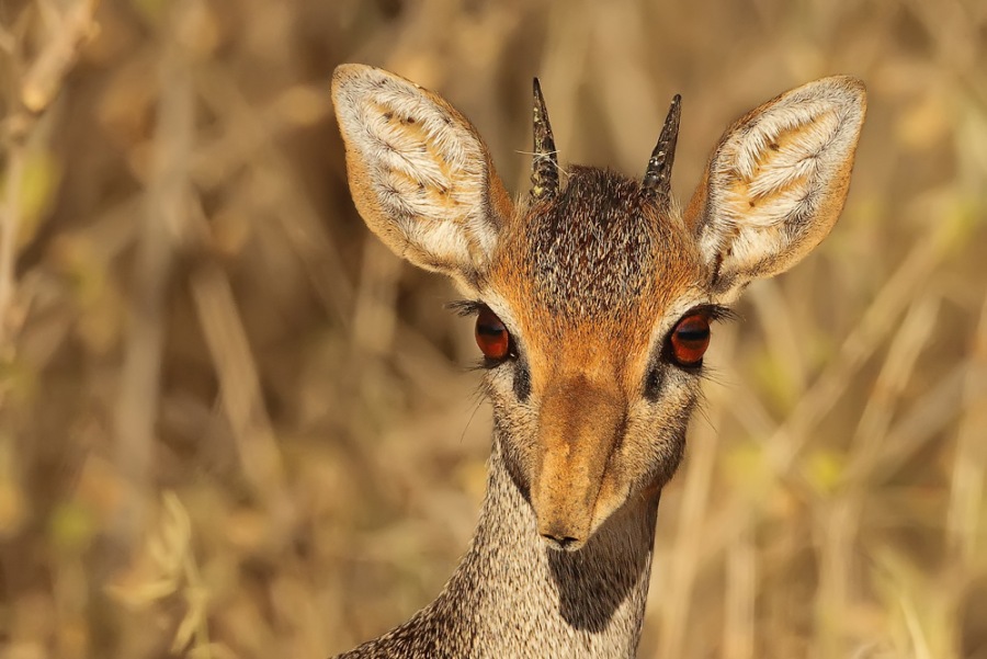 Kirk's Dik-dik