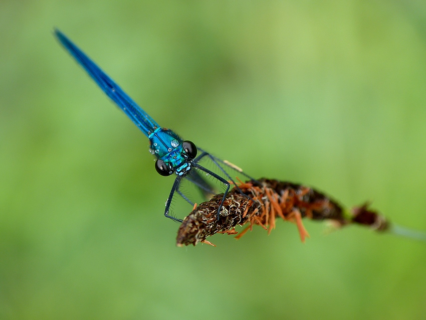 Banded Demoiselle 