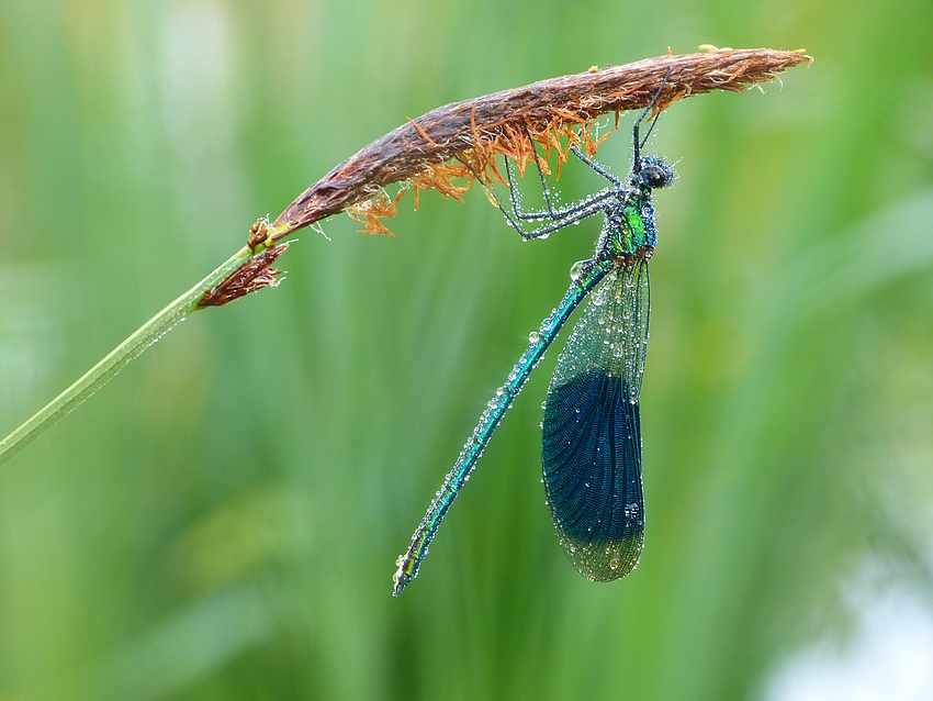 Banded Demoiselle 