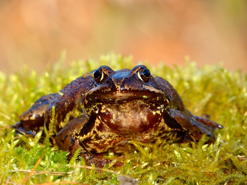 Common Grass Frog