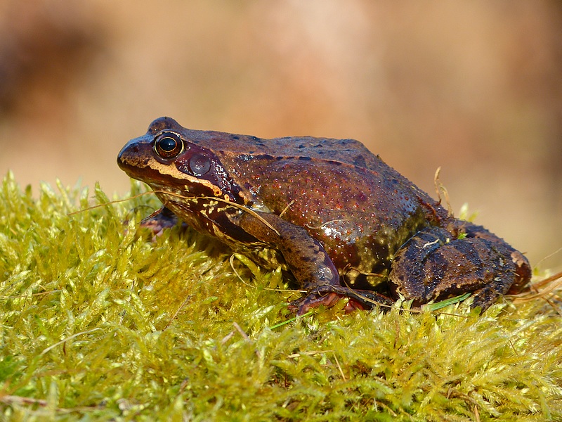 Common Grass Frog