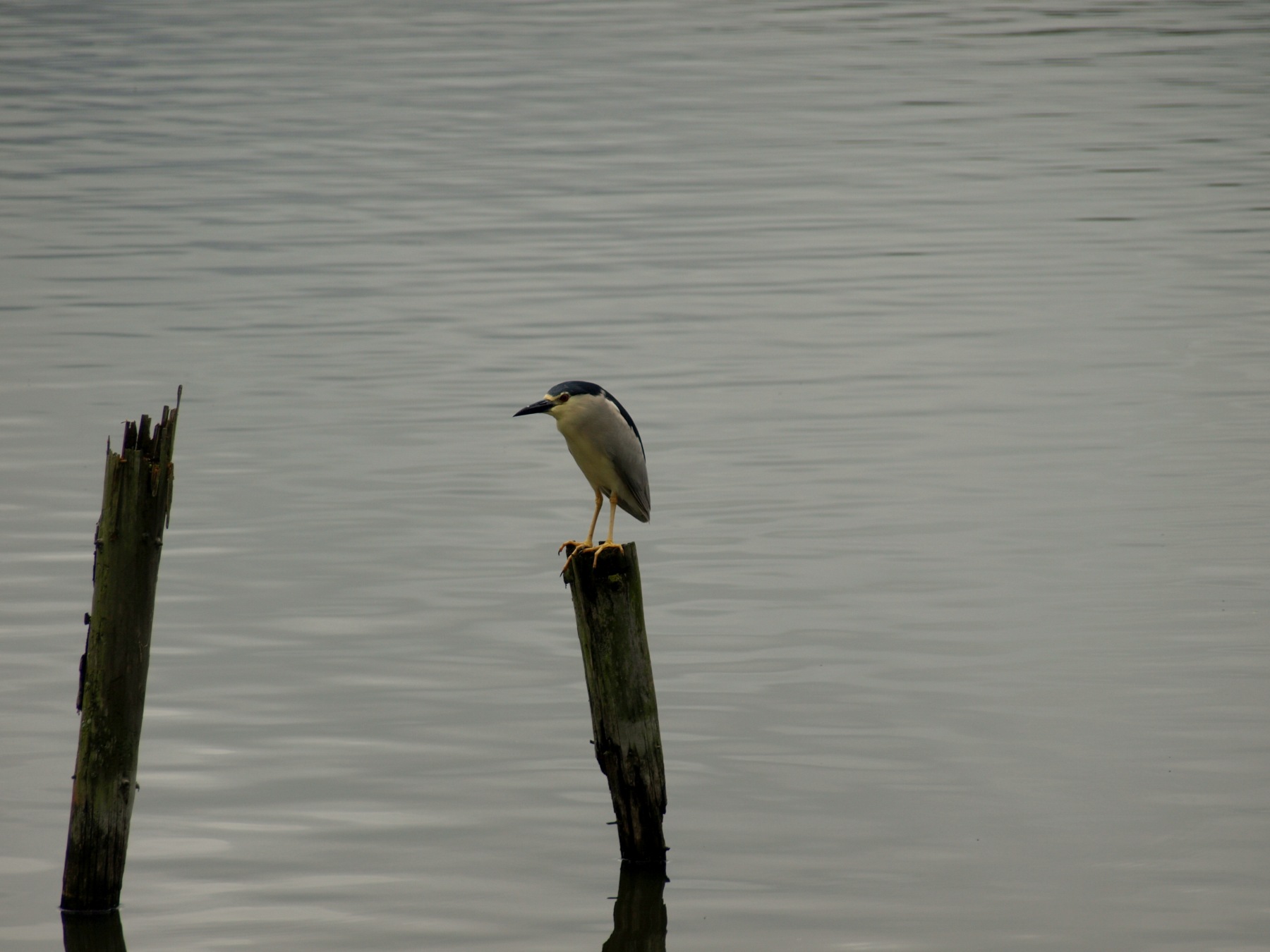 Black-crowned Night Heron
