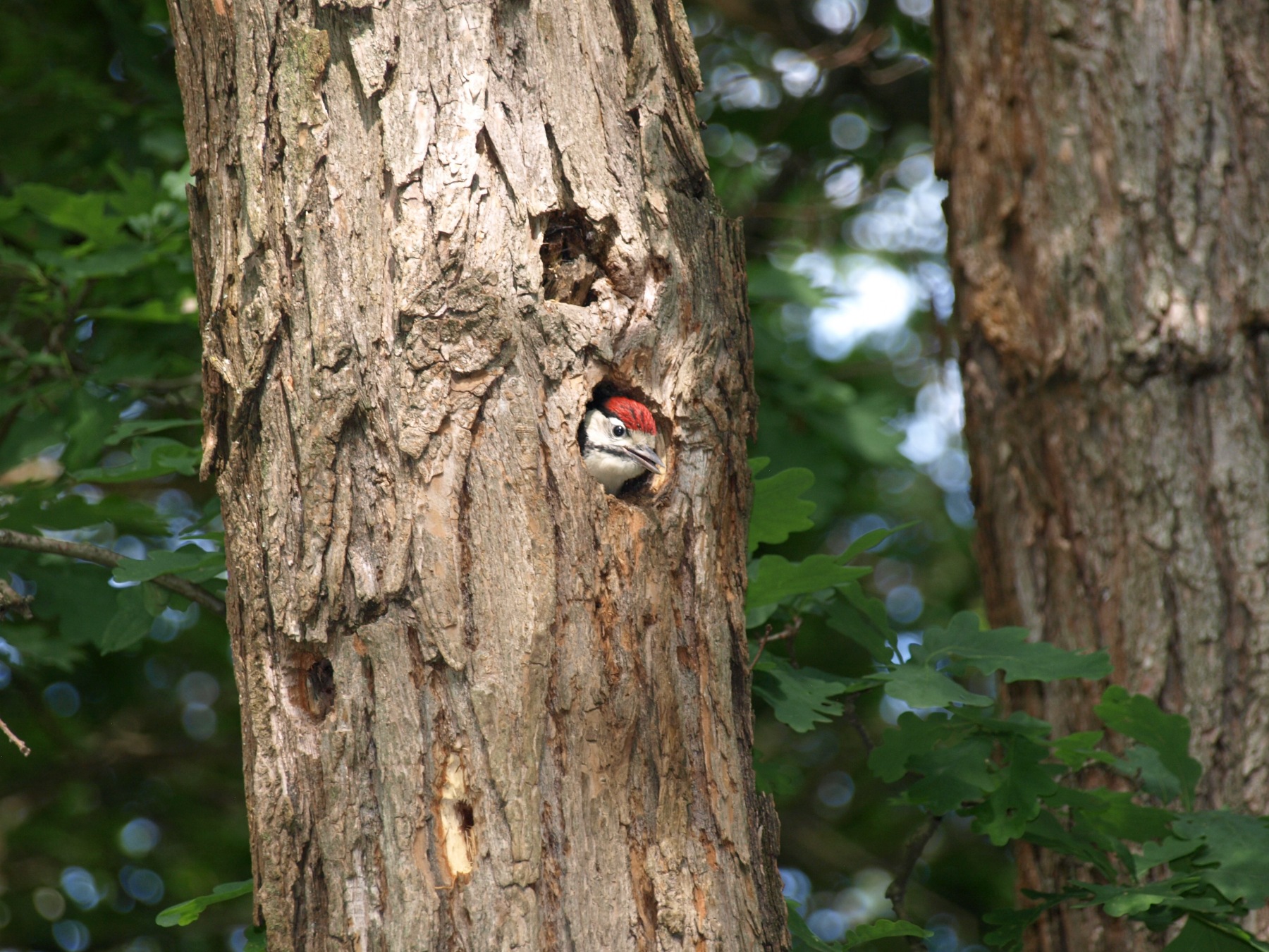 Dendrocopus Major