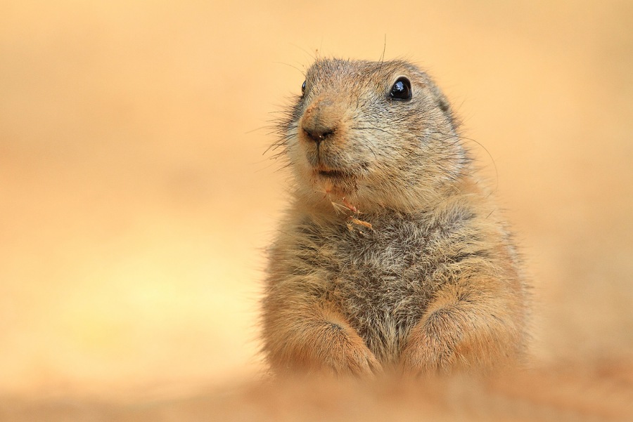 black-tailed prairie dog