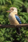 ledňáček kookaburra