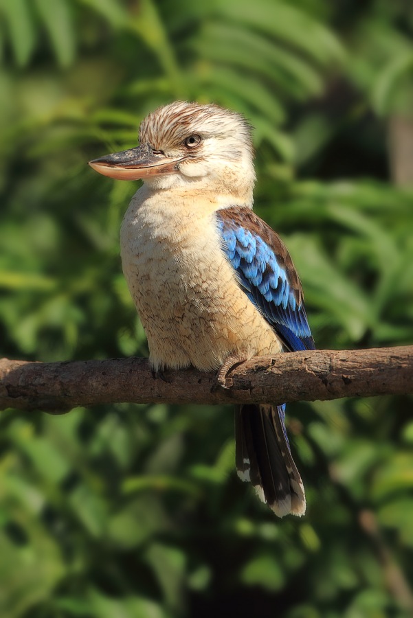 Kookaburras (genus Dacelo