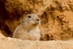 Psoun prériový (Cynomys ludovicianus)