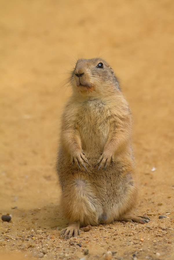 black-tailed prairie dog