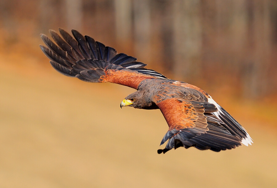Harris's Hawk