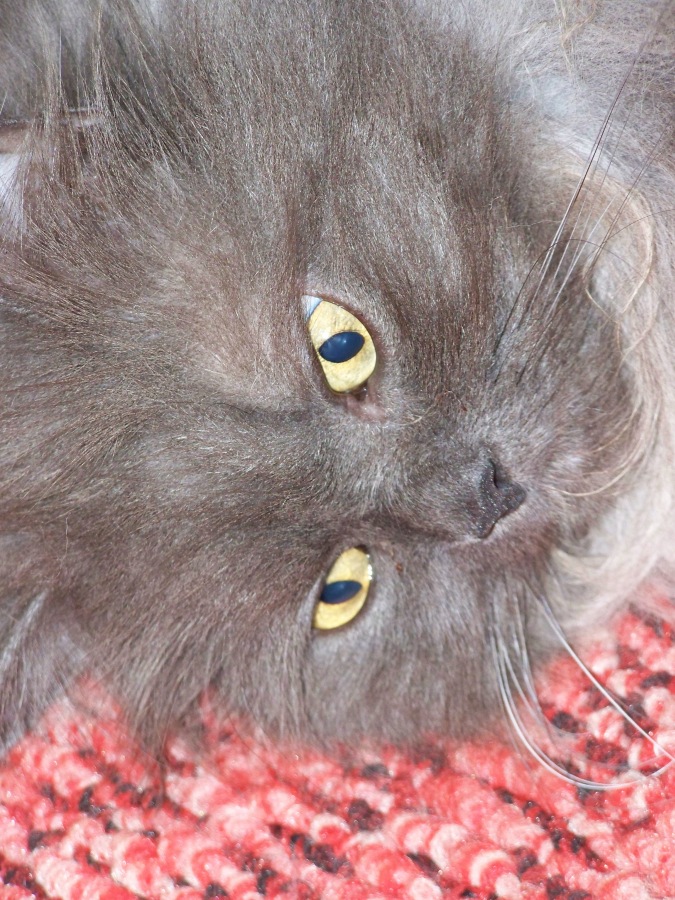Tomcat
