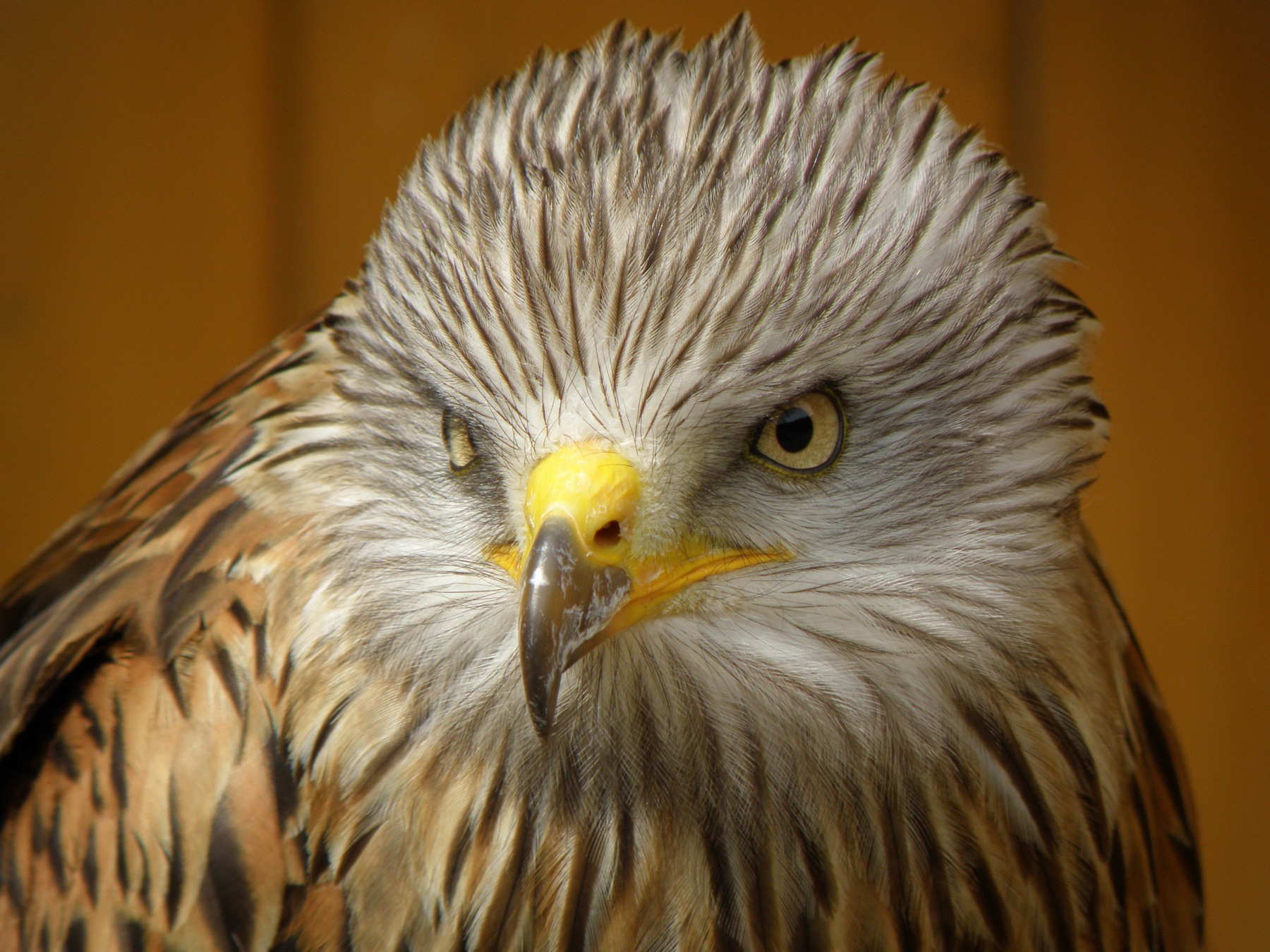Red kite