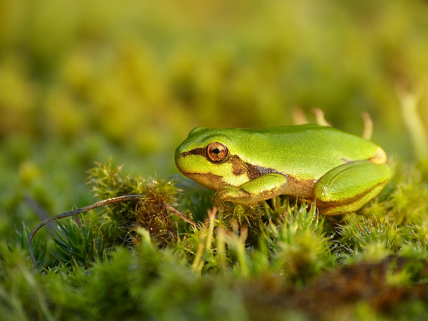 European tree frog 