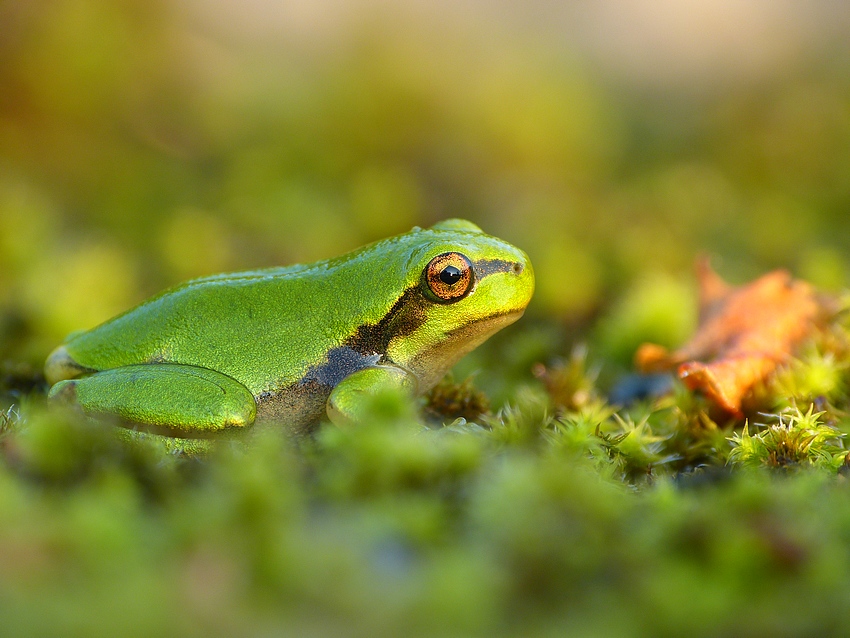 European tree frog 