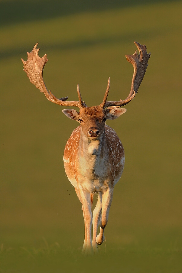 Fallow Deer