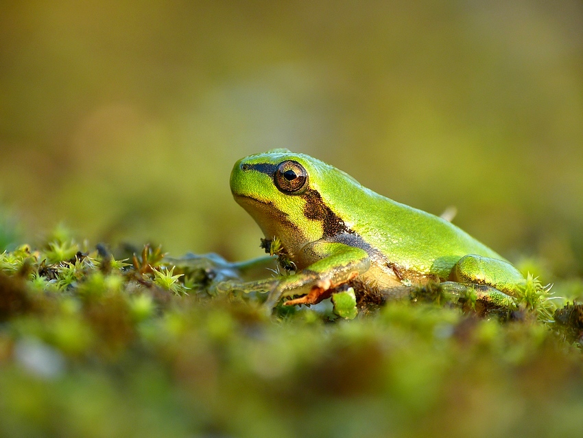 European tree frog 