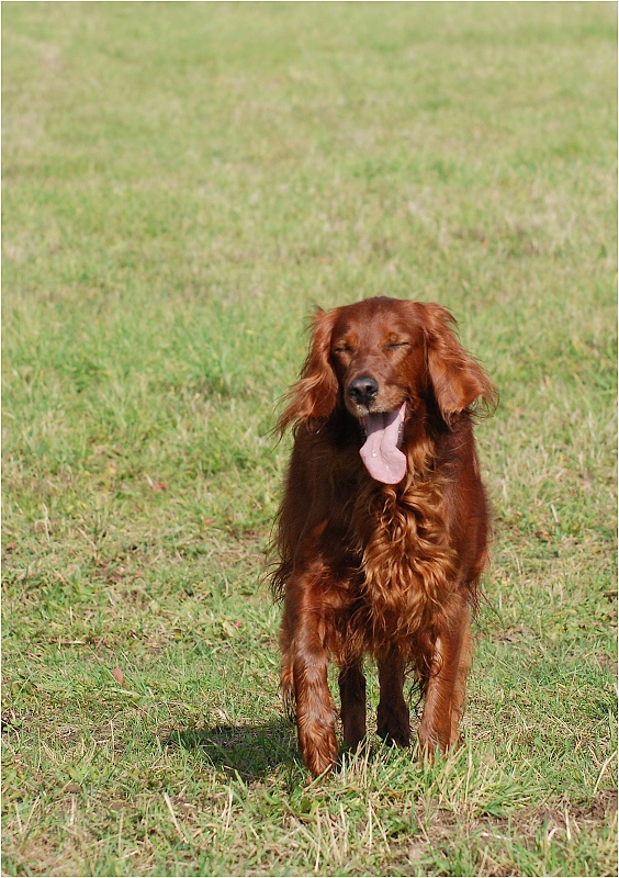  Irish setter