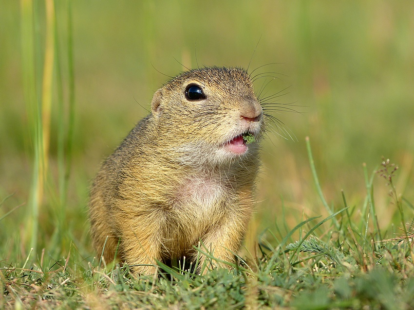 European Ground Squirrel 
